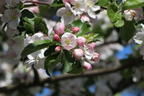 Winterapfel 'Korbiniansapfel' - Malus 'Korbiniansapfel'