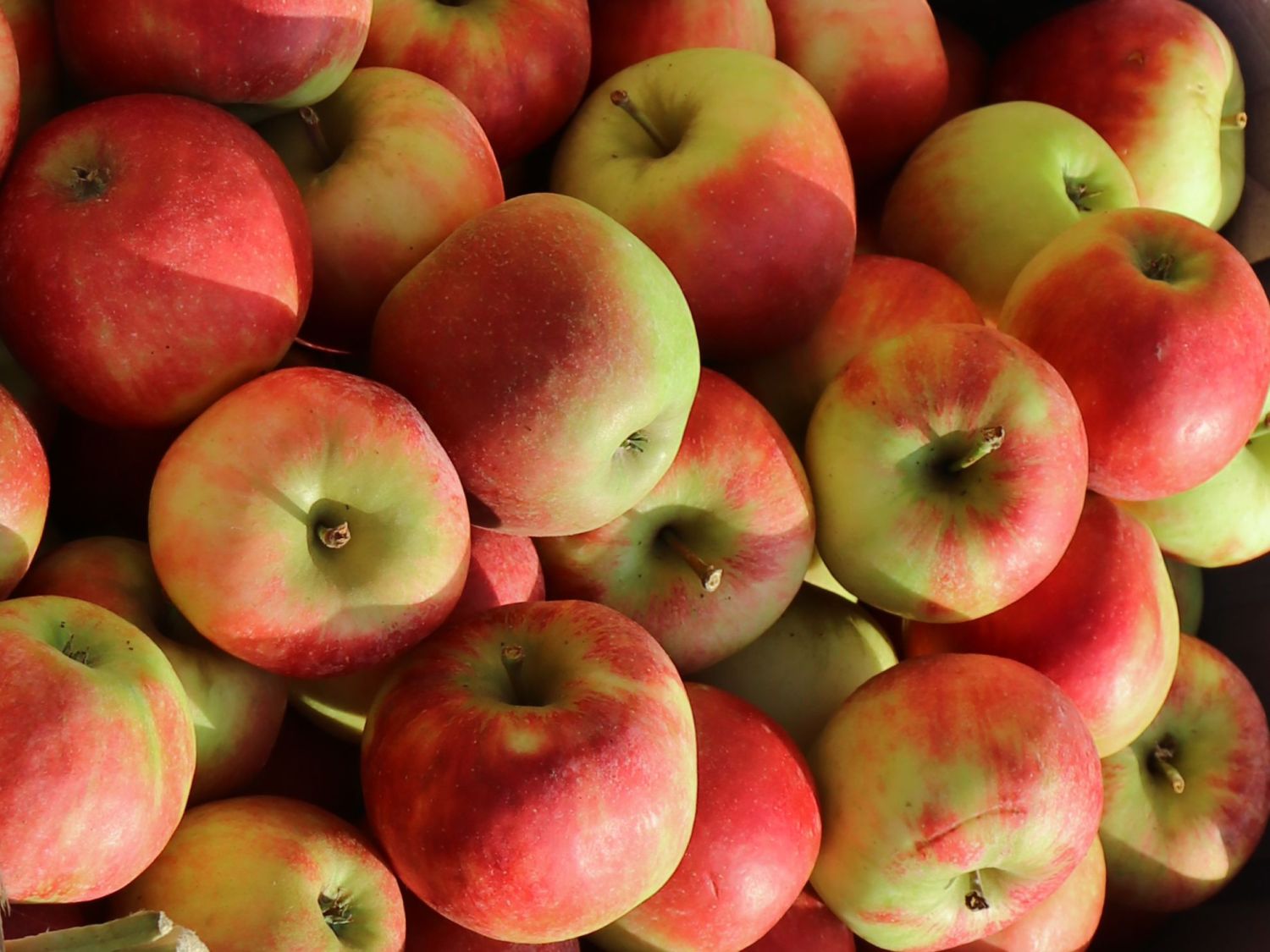 Winterapfel 'Kronprinz Rudolph'