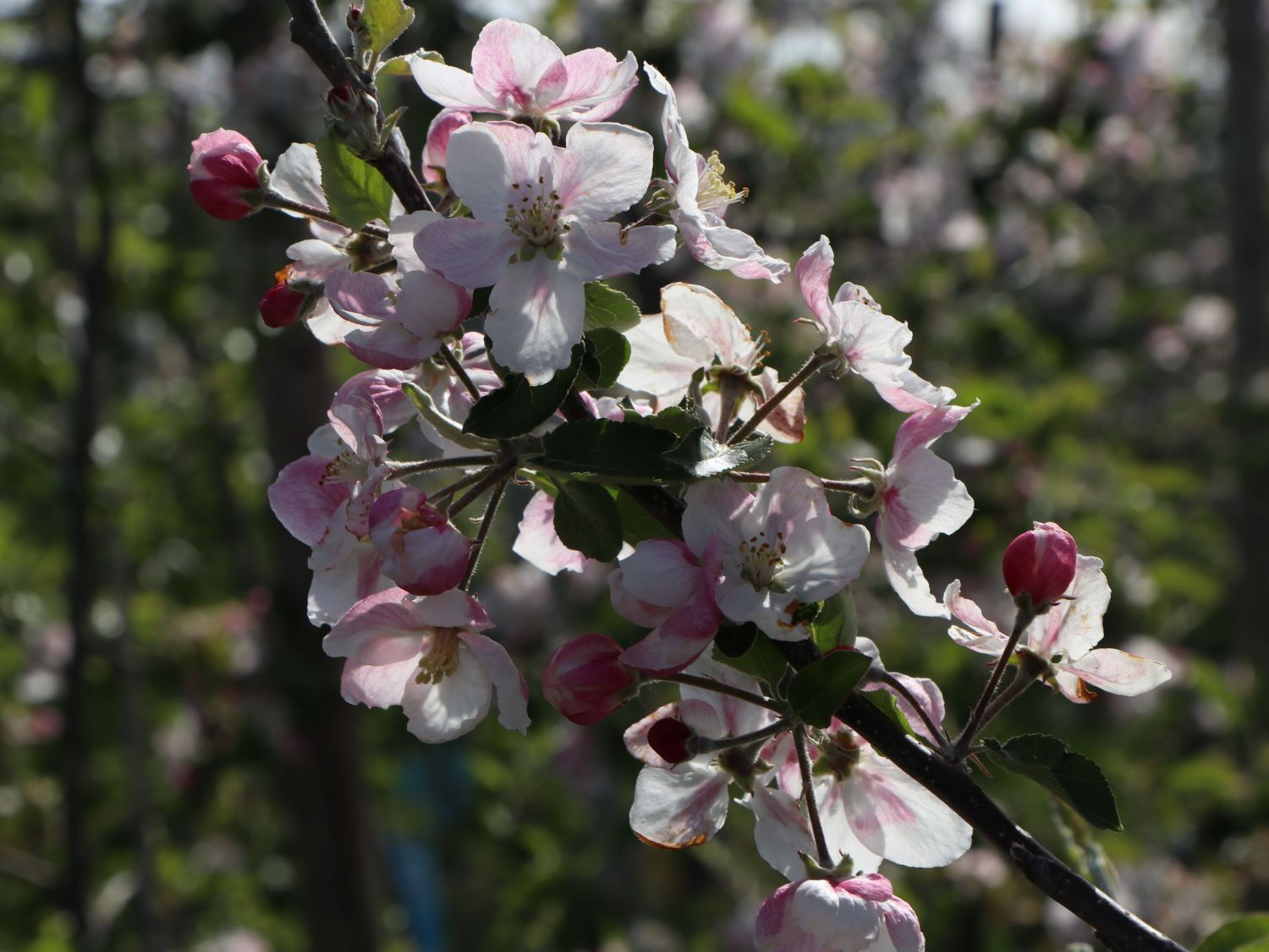 Winterapfel 'Kronprinz Rudolph' - Malus domestica 'Kronprinz Rudolph'