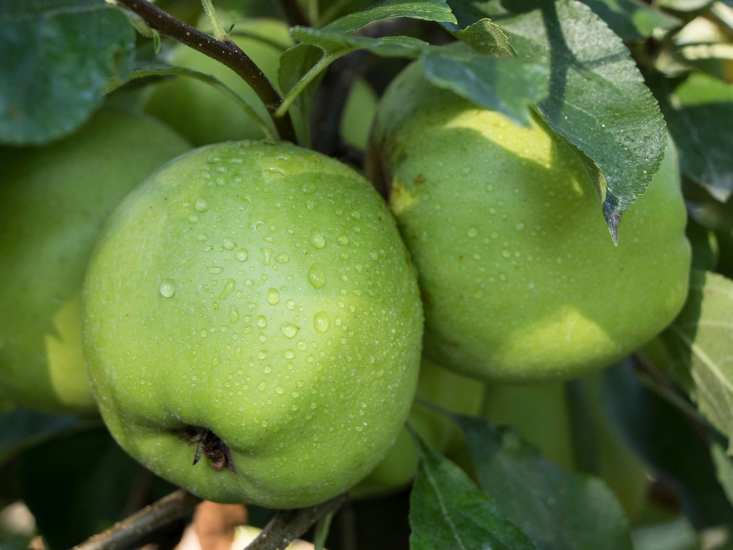 Winterapfel 'Maigold'