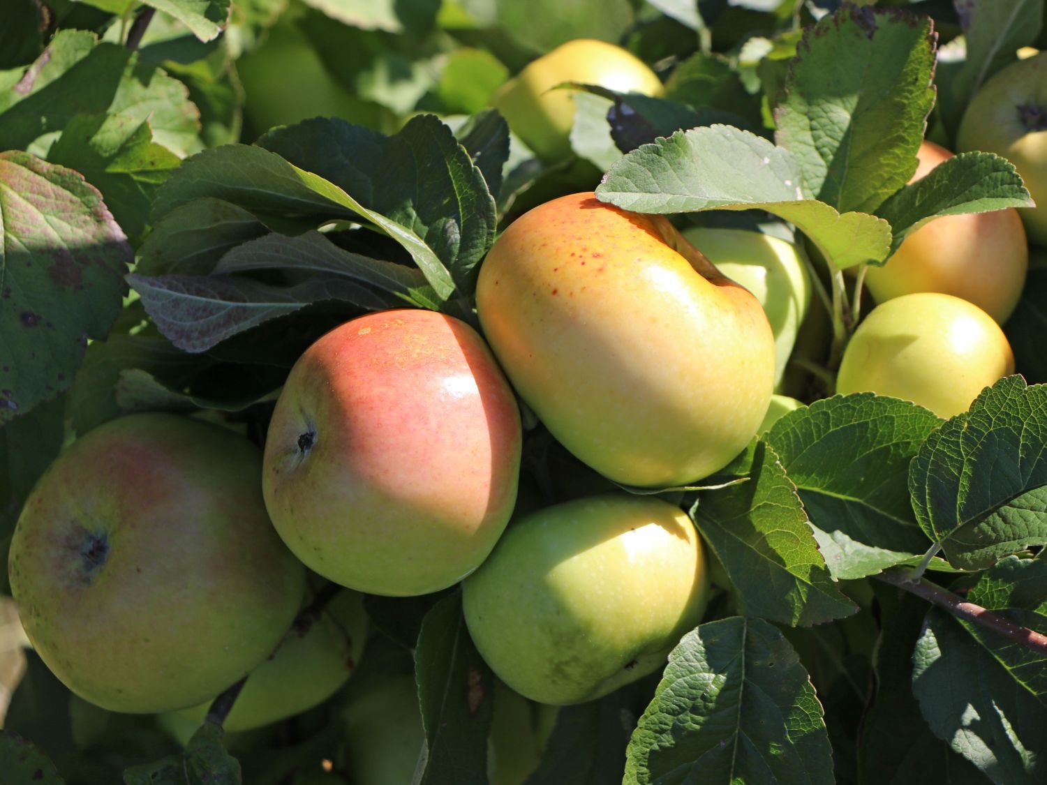 Winterapfel 'Minister von Hammerstein'