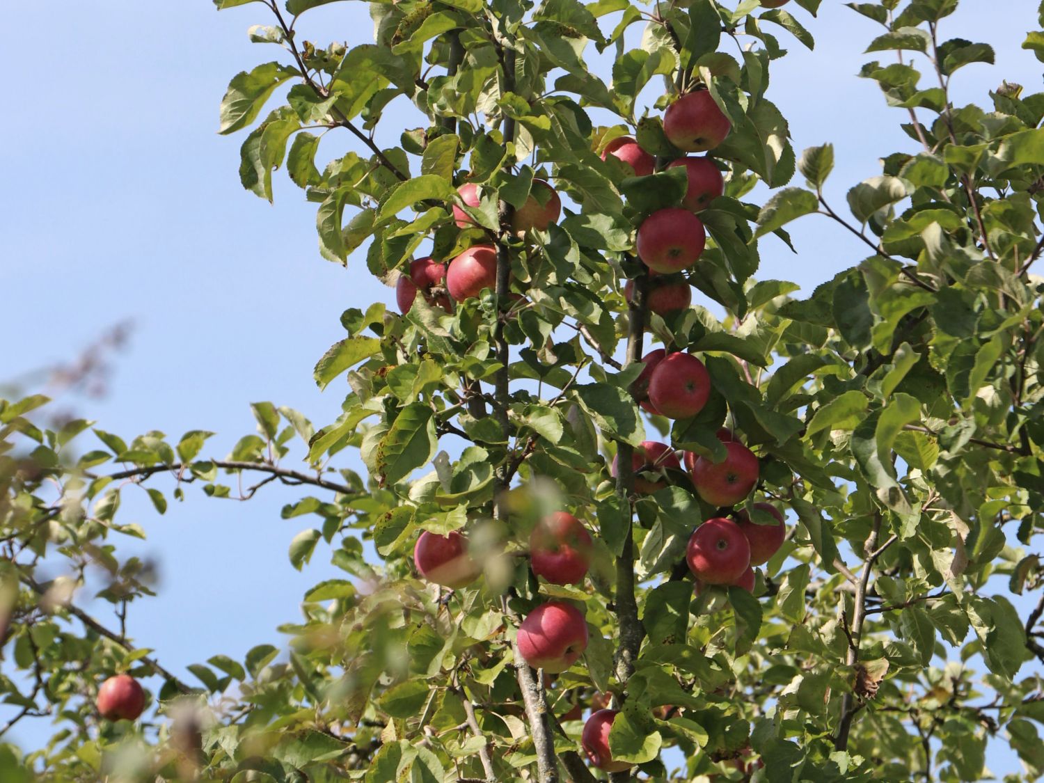Winterapfel 'Pingo' ®