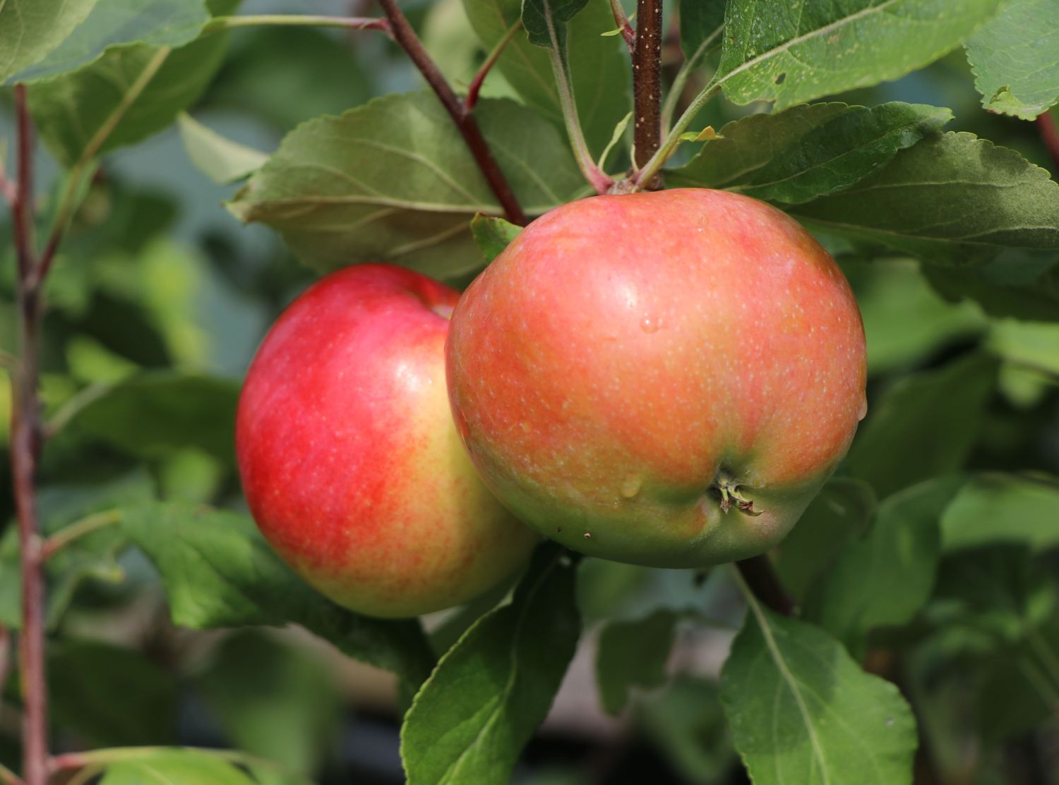 Winterapfel 'Pinova' ®