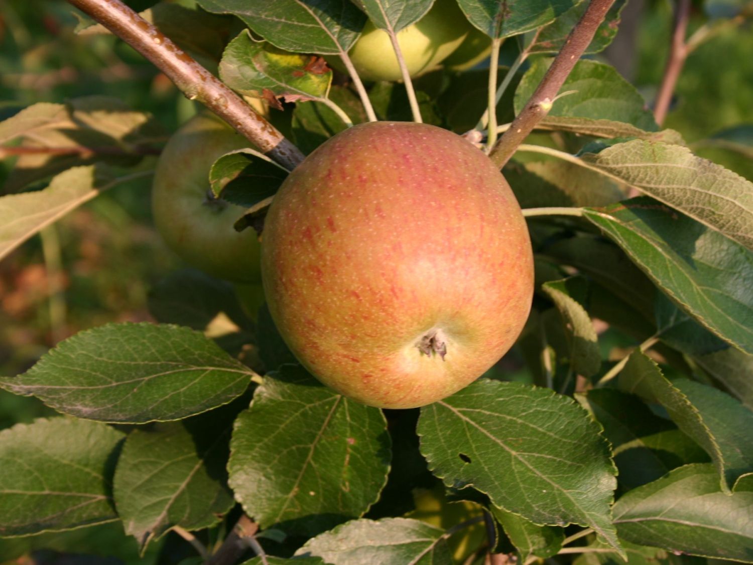 Winterapfel 'Pommerscher Krummstiel'