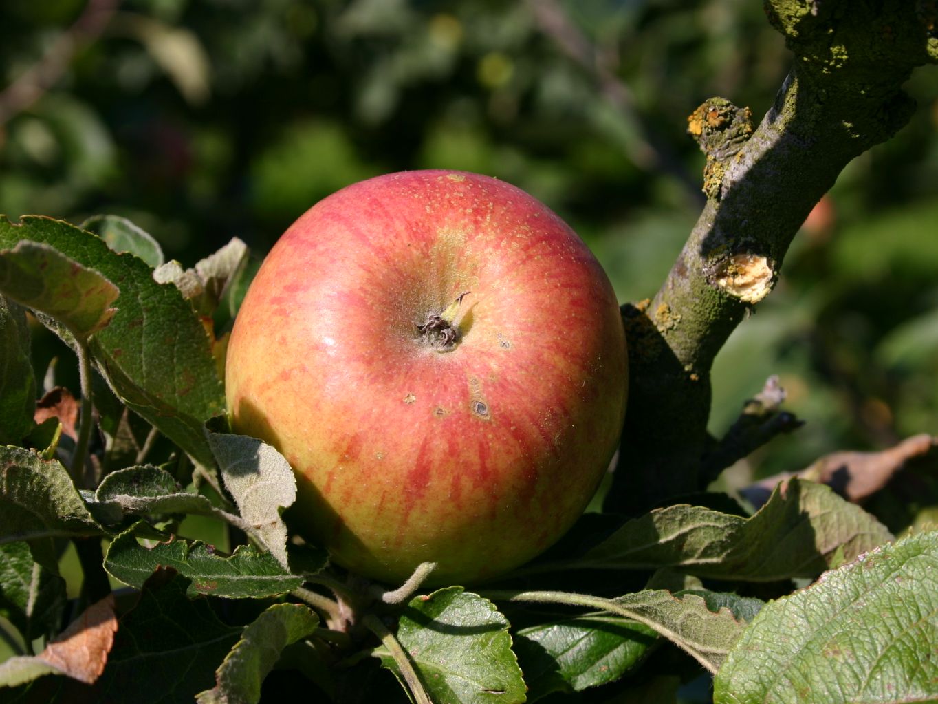 Winterapfel 'Prinzessin Irene'