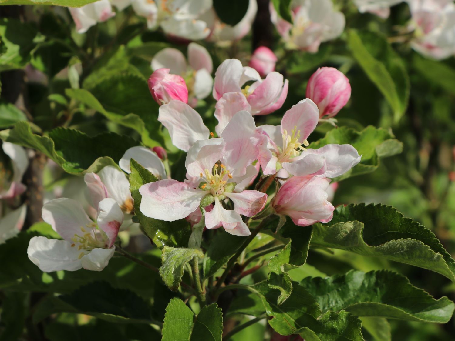 Winterapfel 'Rea Juice' - Malus domestica 'Rea Juice'