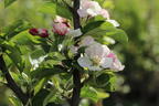 Winterapfel 'Rea Juice' - Malus domestica 'Rea Juice'