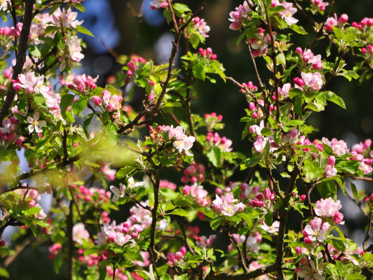 Winterapfel 'Rekarda' - Malus domestica 'Rekarda'
