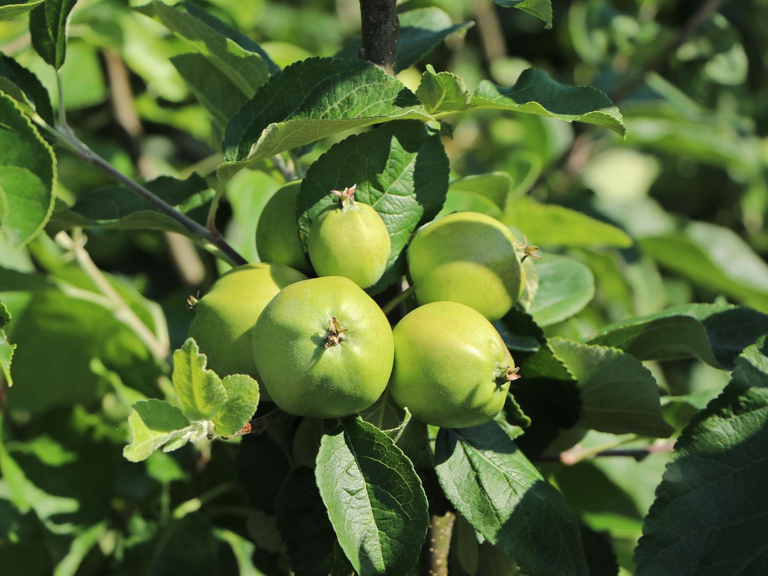 Winterapfel 'Rekarda' - Malus domestica 'Rekarda'
