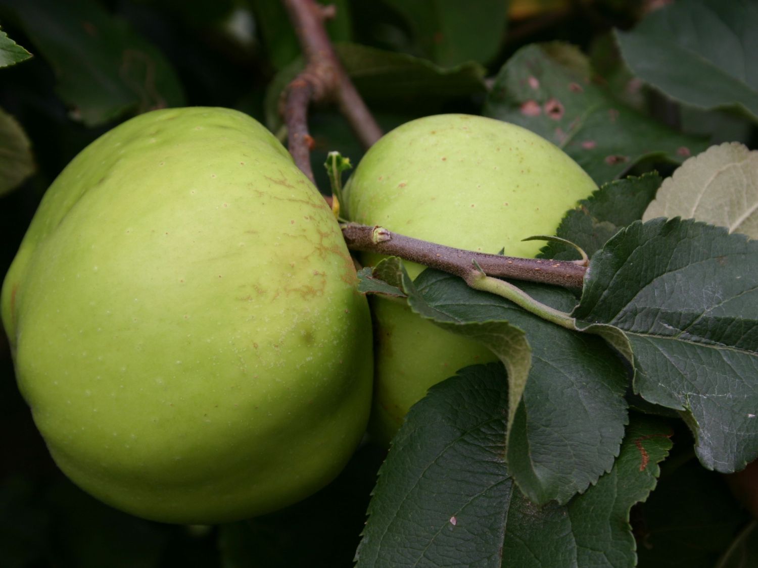Winterapfel 'Riesenboiken'