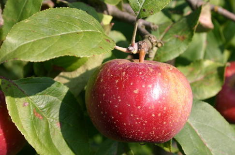 Winterapfel 'Rote Sternrenette' - Malus 'Rote Sternrenette'