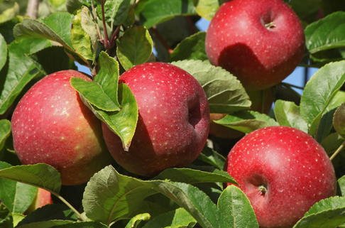 Winterapfel 'Roter Boskoop' - Malus 'Roter Boskoop'