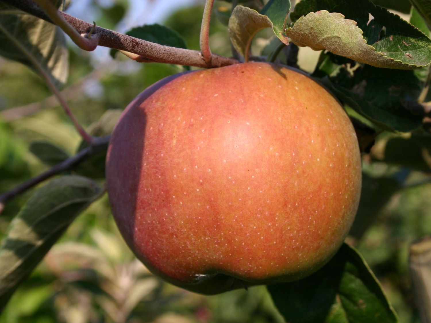 Winterapfel 'Roter Eiserapfel', 'Eisapfel' - Malus 'Roter Eiserapfel', 'Eisapfel'
