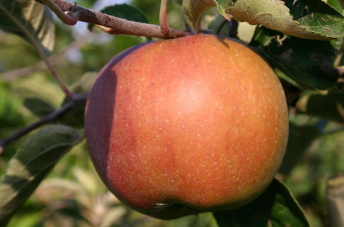 Winterapfel 'Roter Eiserapfel', 'Eisapfel' - Malus 'Roter Eiserapfel', 'Eisapfel'