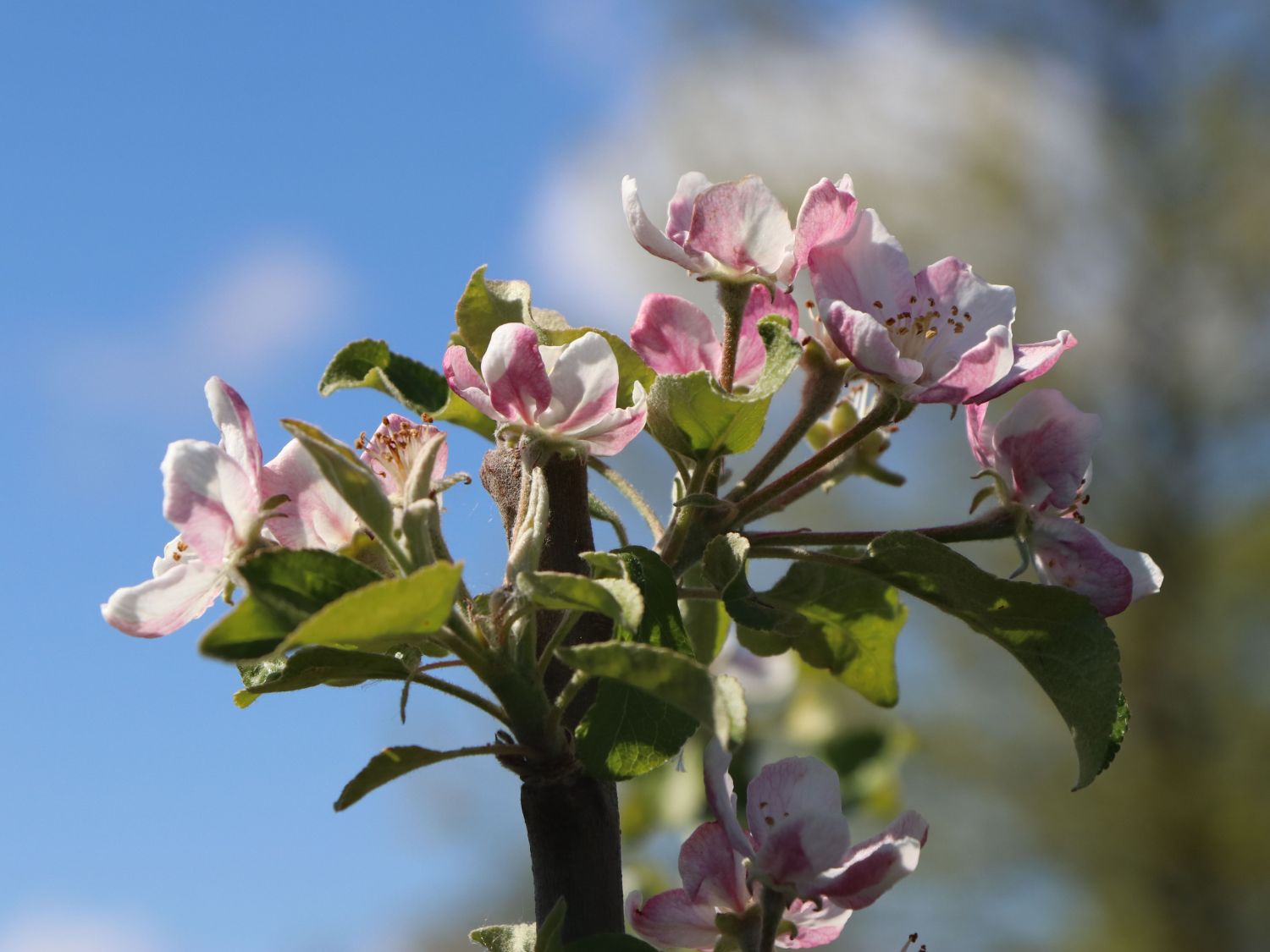 Winterapfel 'Spartan' - Malus 'Spartan'