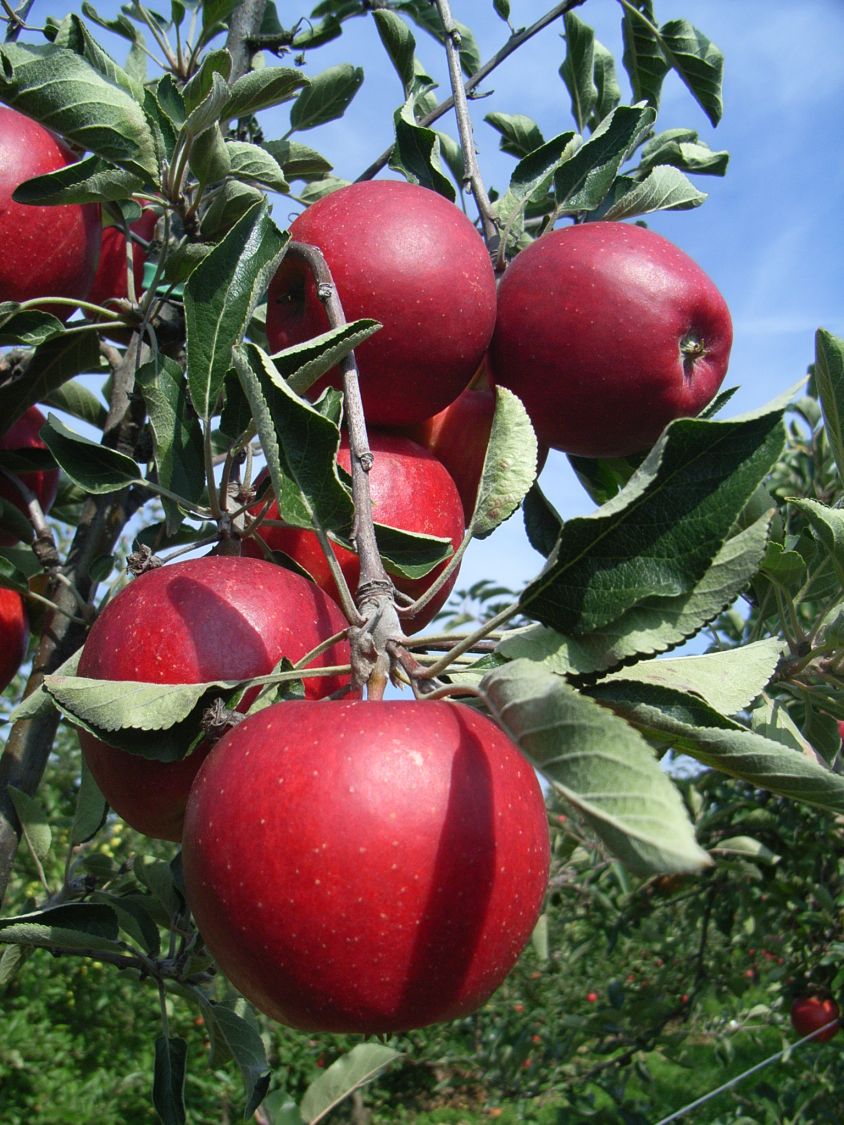 Winterapfel 'Spartan' - Malus 'Spartan'
