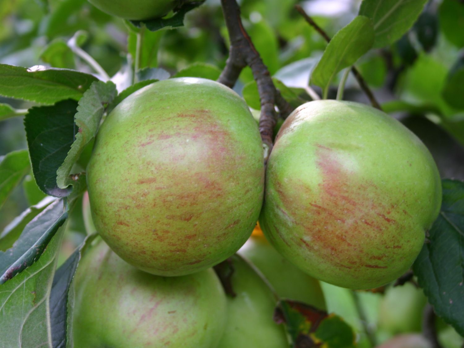 Winterapfel 'Stahls Winterprinz'