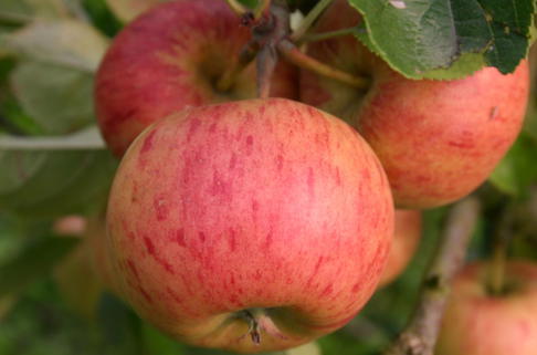 Winterapfel 'Topaz' - Malus 'Topaz'