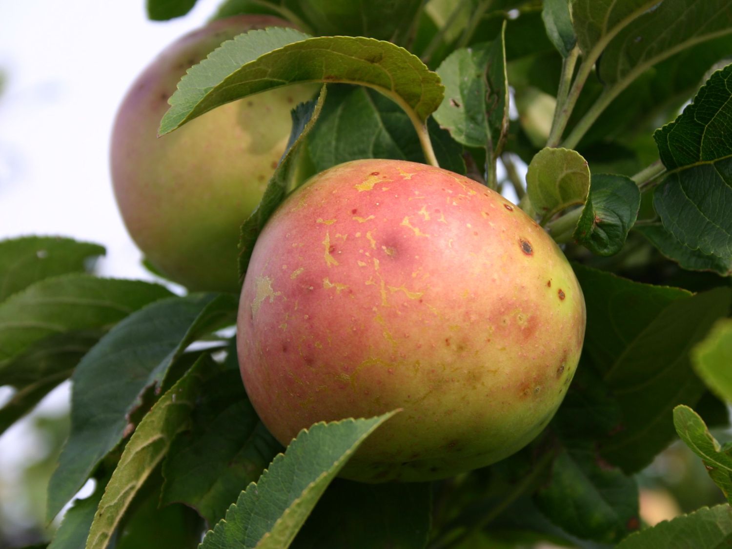 Winterapfel 'Winterbananenapfel'