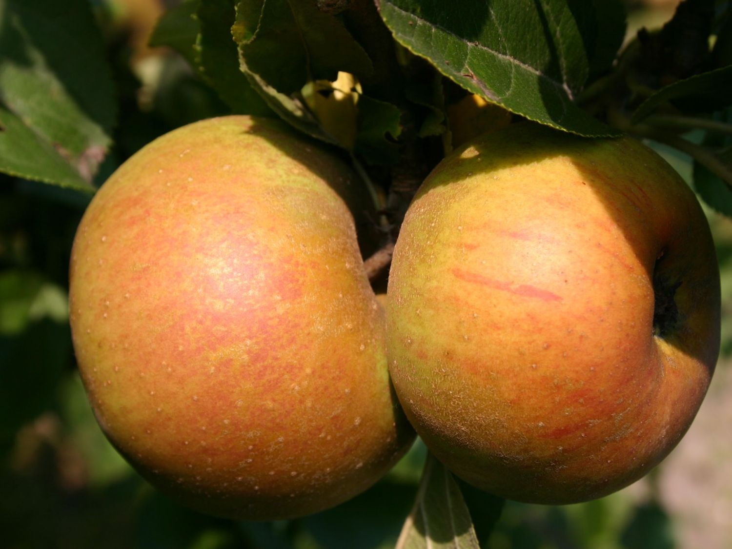 Winterapfel 'Zabergäu Renette'