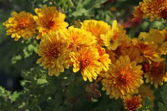 Winteraster 'Bienchen'