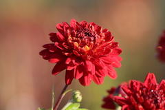 Winteraster 'Brockenfeuer'