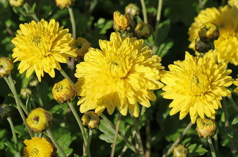 Winteraster 'Citronella' - Chrysanthemum x hortorum 'Citronella'