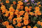 Winteraster 'Dixter Orange' - Chrysanthemum x hortorum 'Dixter Orange'