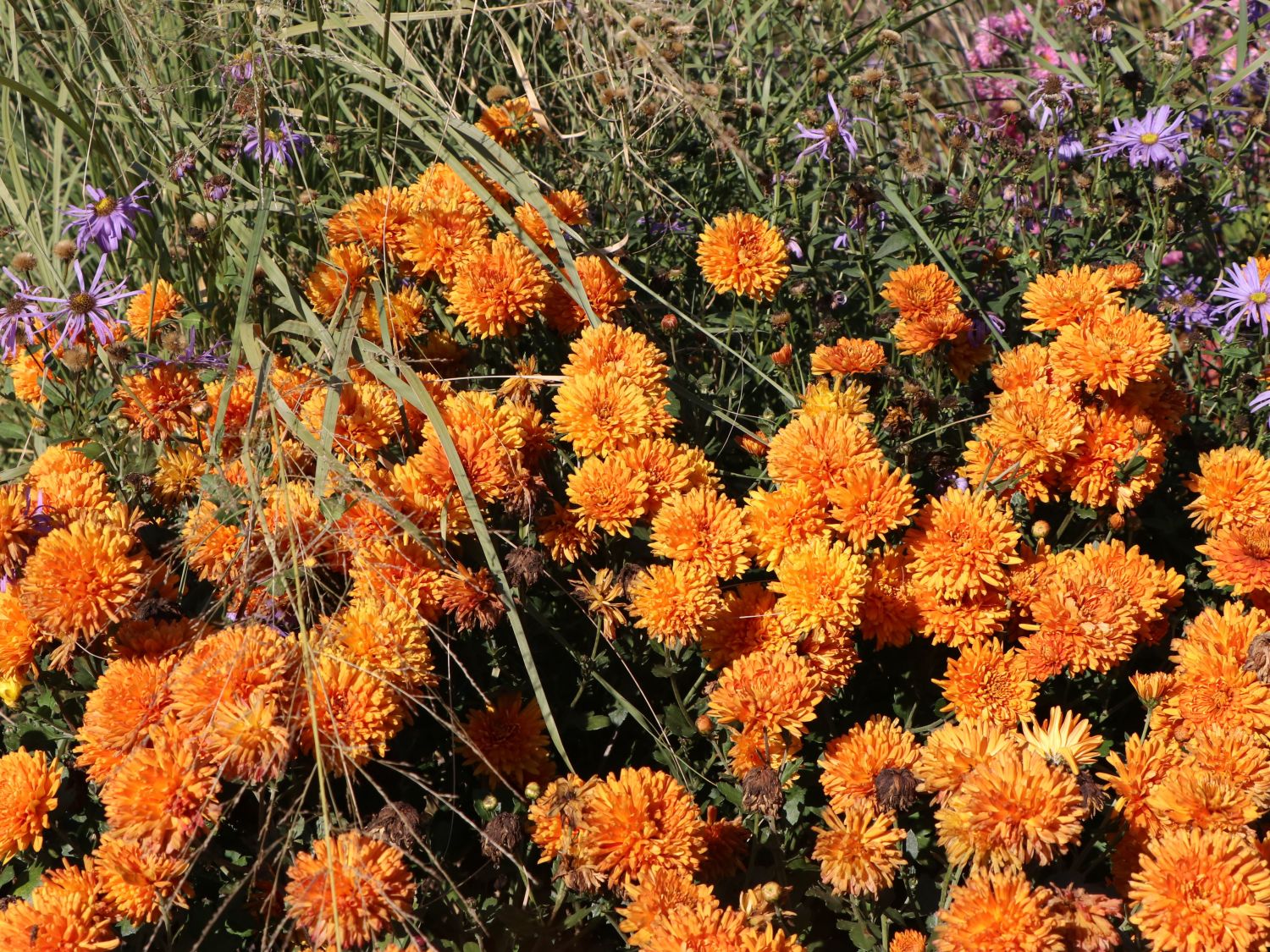 Winteraster 'Dixter Orange' - Chrysanthemum x hortorum 'Dixter Orange'