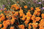 Winteraster 'Dixter Orange' - Chrysanthemum x hortorum 'Dixter Orange'