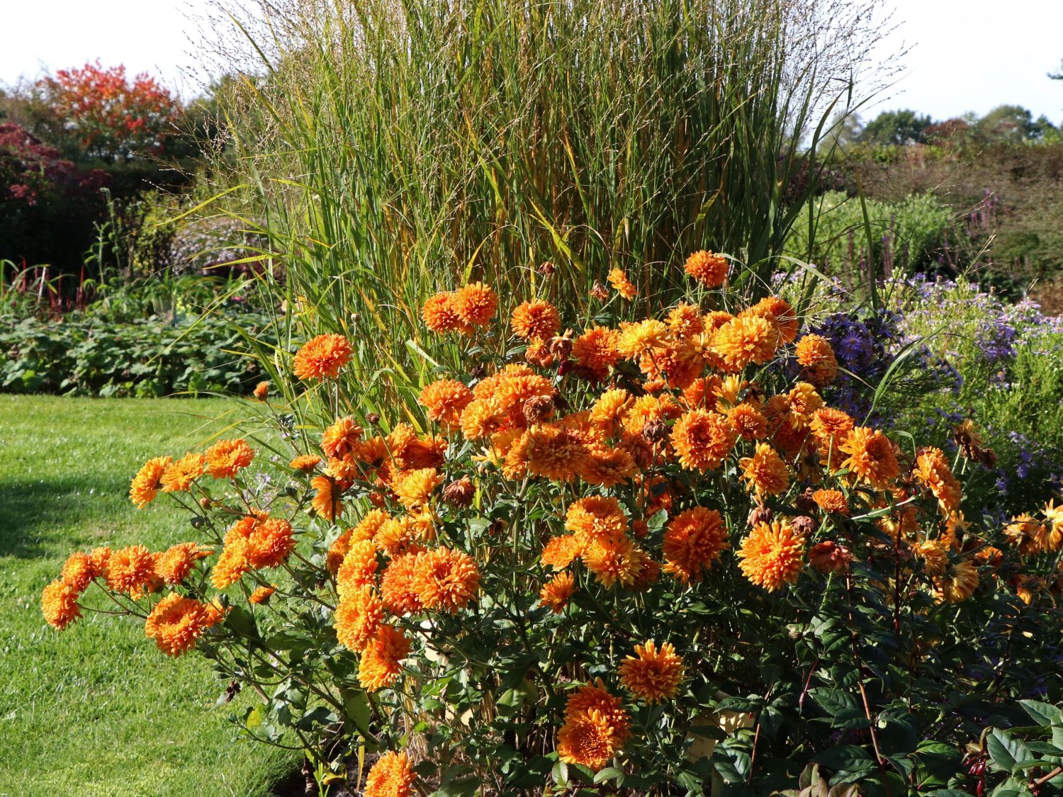 Winteraster 'Dixter Orange' - Chrysanthemum x hortorum 'Dixter Orange'