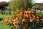 Winteraster 'Dixter Orange' - Chrysanthemum x hortorum 'Dixter Orange'