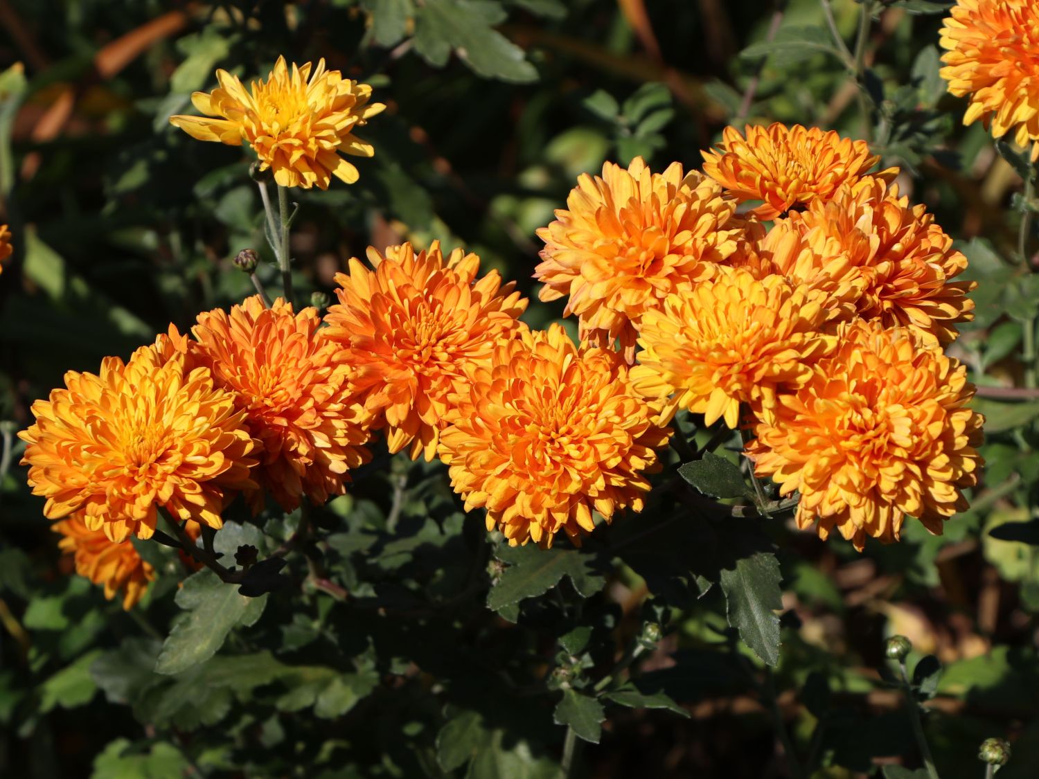 Winteraster 'Dixter Orange' - Chrysanthemum x hortorum 'Dixter Orange'