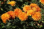 Winteraster 'Dixter Orange' - Chrysanthemum x hortorum 'Dixter Orange'