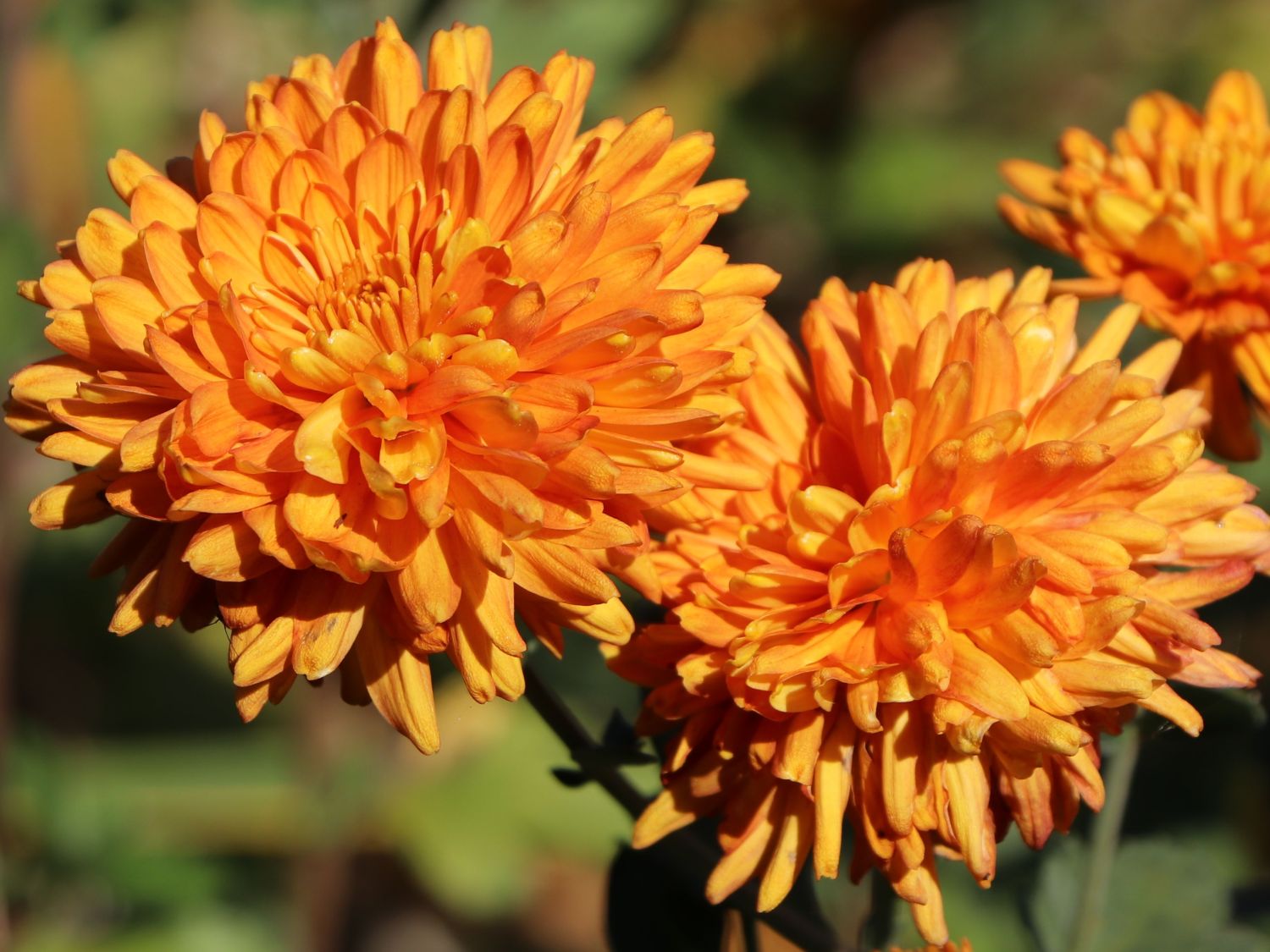 Winteraster 'Dixter Orange' - Chrysanthemum x hortorum 'Dixter Orange'