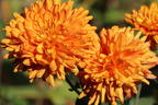 Winteraster 'Dixter Orange' - Chrysanthemum x hortorum 'Dixter Orange'