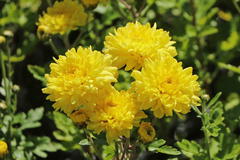 Winteraster 'Friederike'