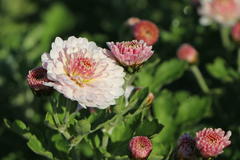 Winteraster 'Julia'