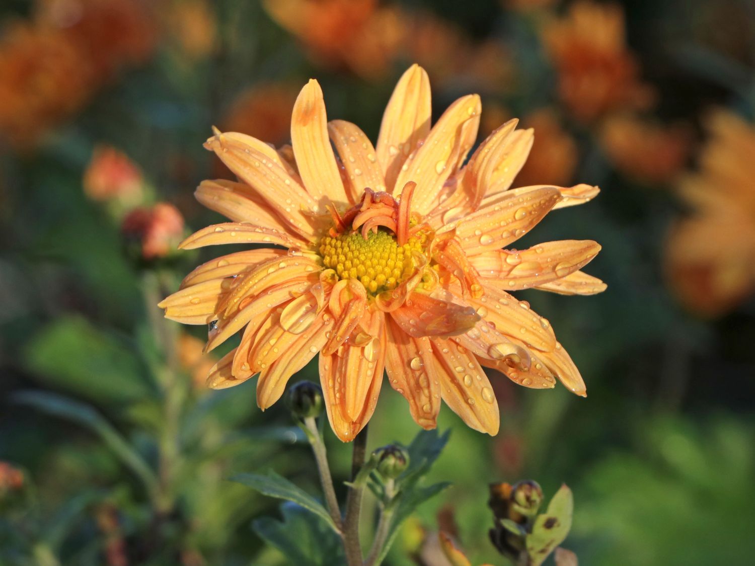 Winteraster 'Kleiner Bernstein'