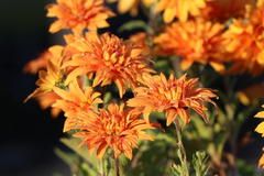 Winteraster 'Mandarine'