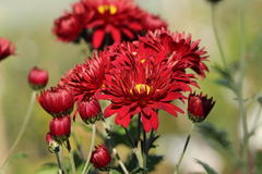 Winteraster 'Oktoberpracht'