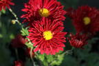 Winteraster 'Oktoberpracht' - Chrysanthemum x hortorum 'Oktoberpracht'