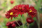 Winteraster 'Oktoberpracht' - Chrysanthemum x hortorum 'Oktoberpracht'