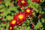 Winteraster 'Oktoberpracht' - Chrysanthemum x hortorum 'Oktoberpracht'