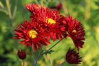 Winteraster 'Oktoberpracht' - Chrysanthemum x hortorum 'Oktoberpracht'