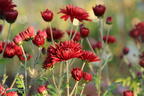 Winteraster 'Oktoberpracht' - Chrysanthemum x hortorum 'Oktoberpracht'