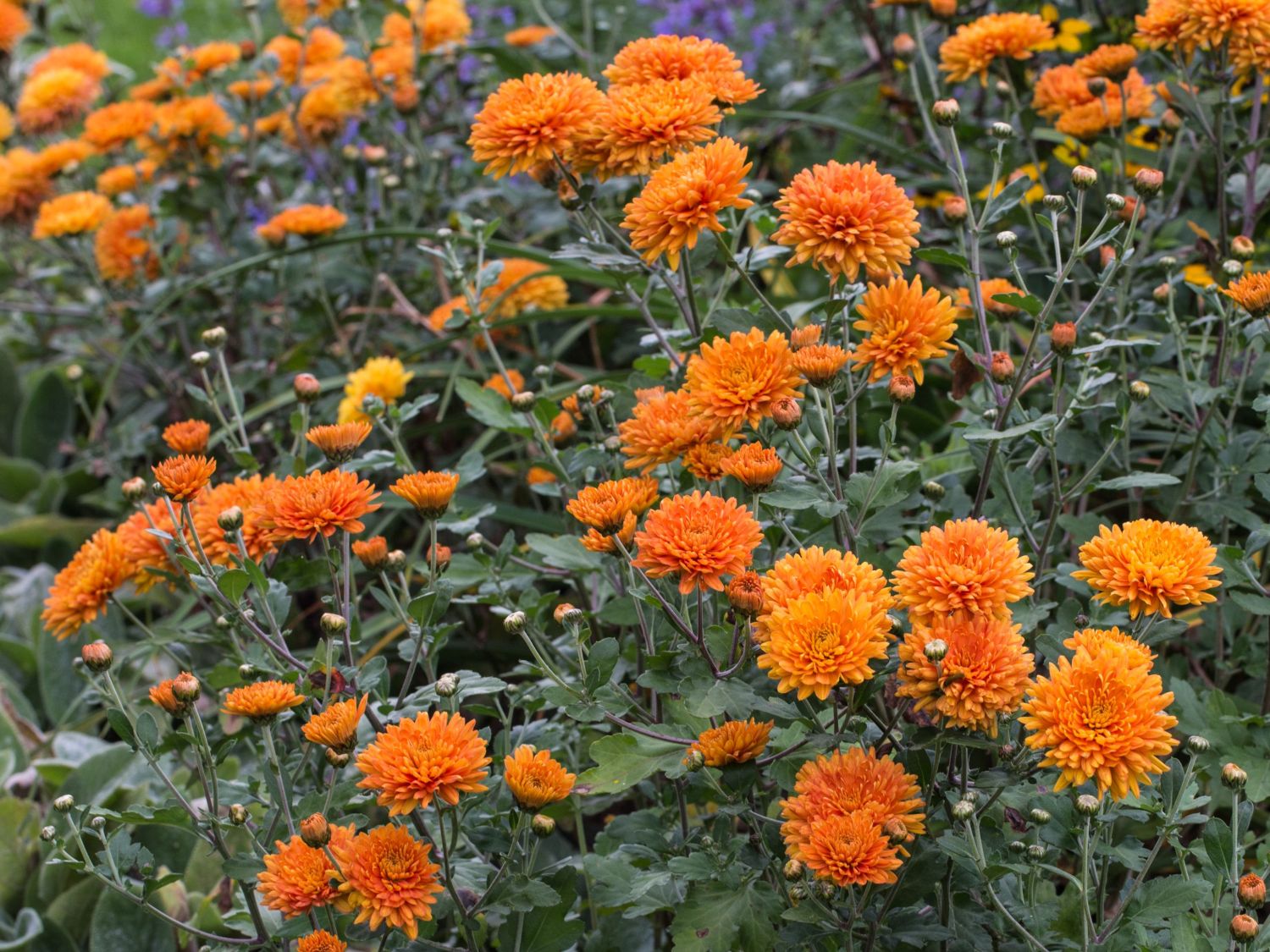 Chrysanthemen (Chrysanthemum)