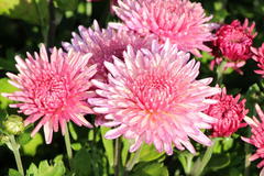 Winteraster 'Orchid Helen'