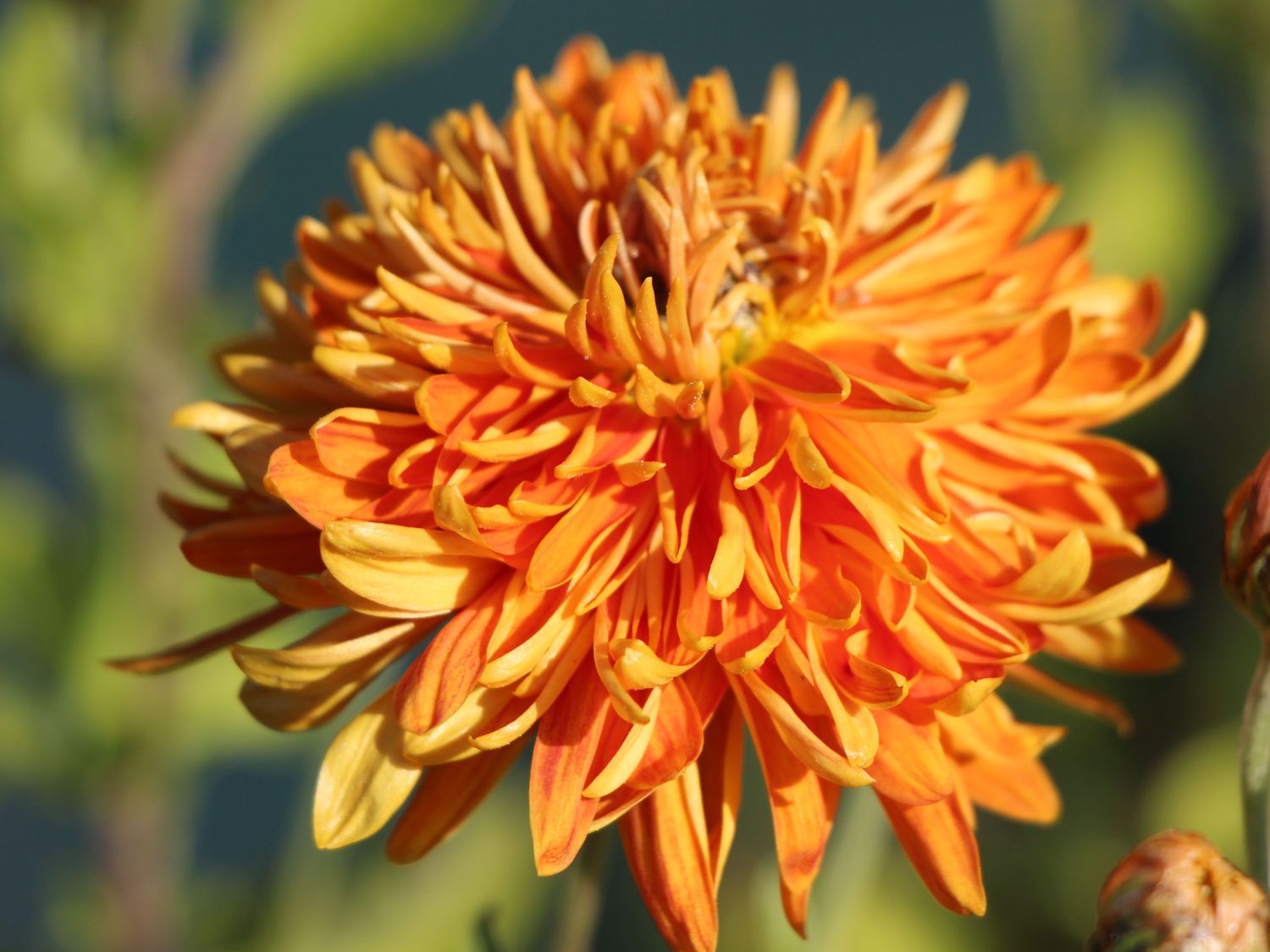 Winteraster 'Ordenstern'