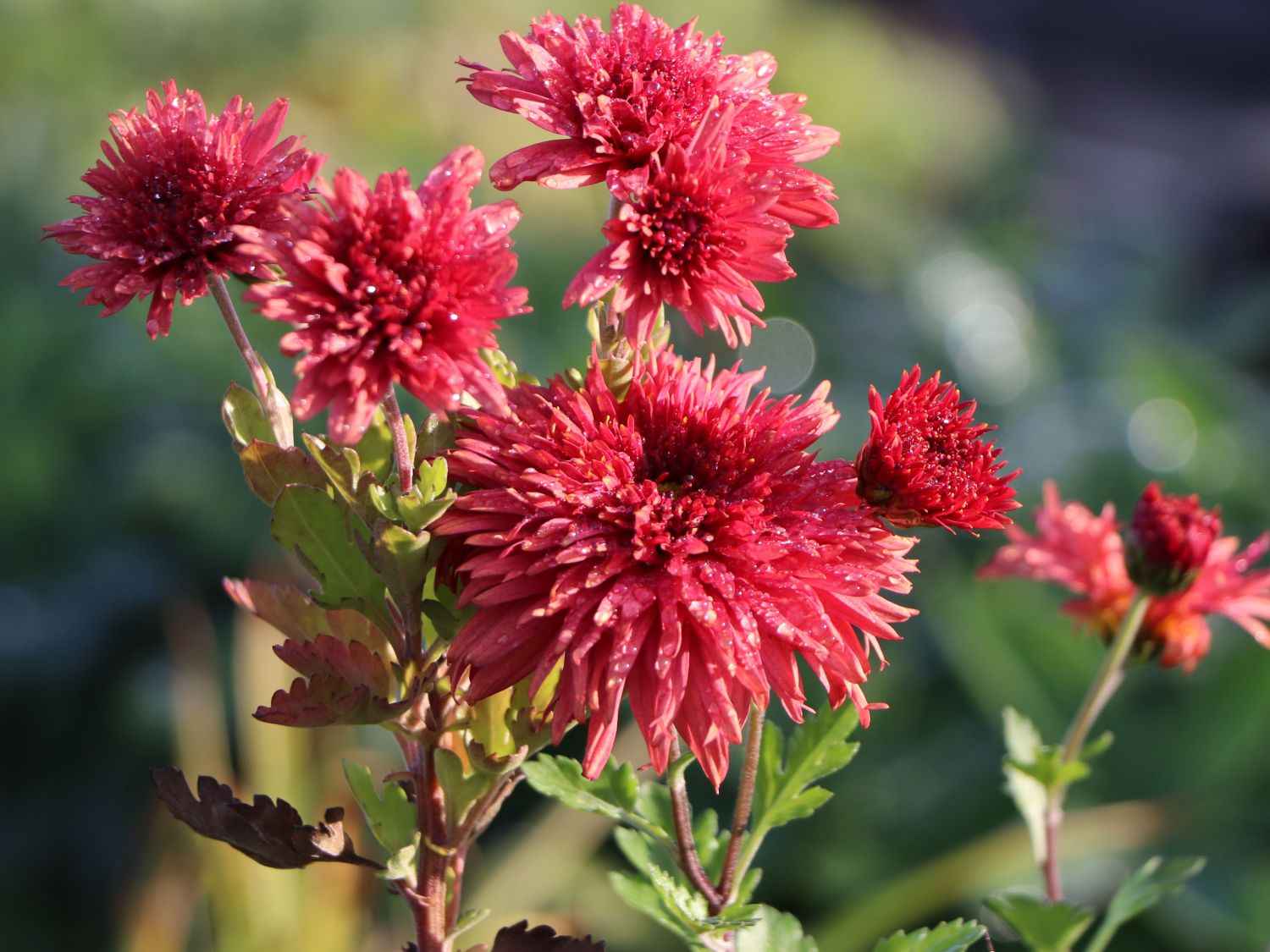 Winteraster 'Pizzicato'